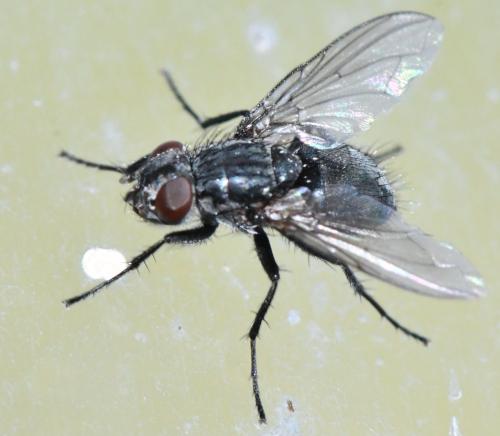 Réf. 347 486 : Phyto melanocephala